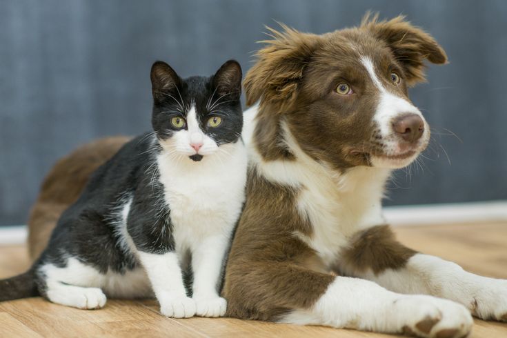 Dog Bite Damages Connecticut Dog Bite Damages Connecticut