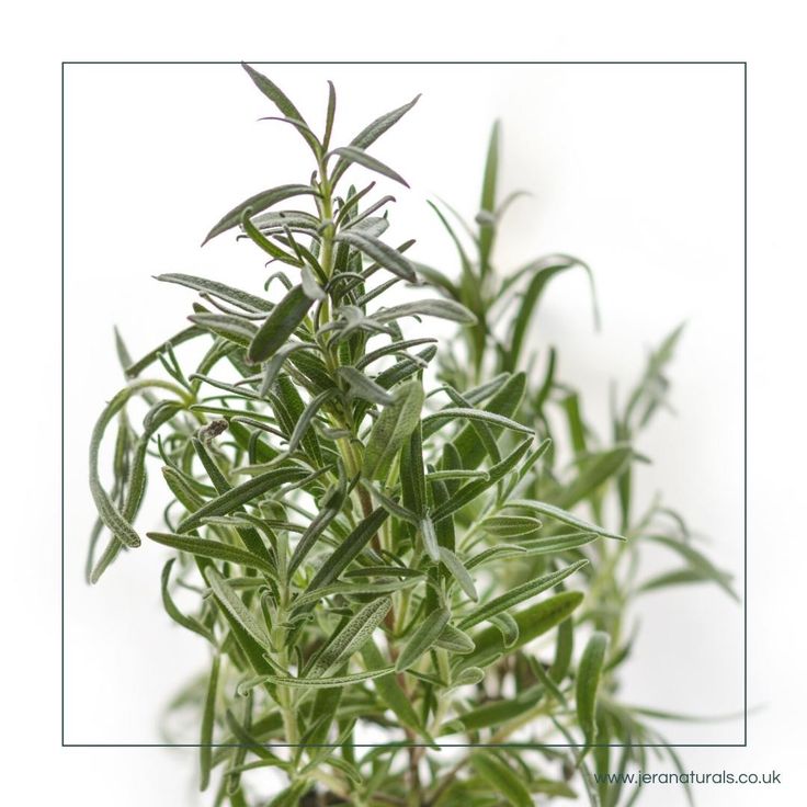 Rosemary, member of the mint family Lamiaceae, along with