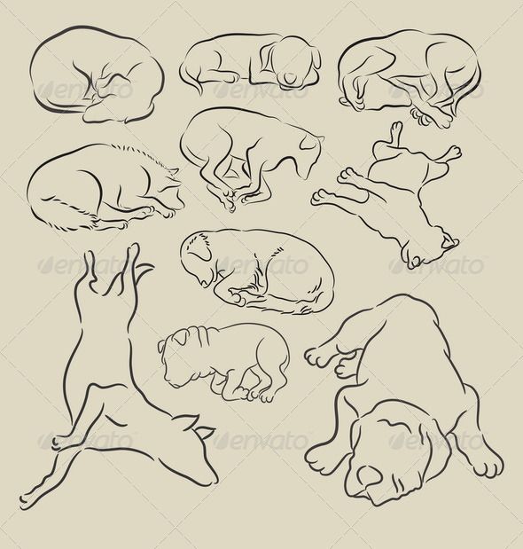 Dog Sleeping Sketches | Dog sketch easy, Sleeping dogs, Dog ...