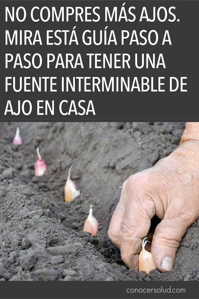 No Compres Ajos Mira Esta Guia Paso A Paso Para Tener Una Fuente Interminable De Ajo En Casa Conocer Salud Haus Und Garten Gardening Garten