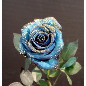ラメ付きロイヤルブルー青バラ 本数指定で薔薇花束 サプライズ 誕生日 花 青いバラ 生花 1本 価格 販売 金ラメ 銀ラメ 花とグリーンギフト三本松フラワー 通販 Yahoo ショッピング 青いバラ 誕生日花 バラ ラメ付きロイヤルブルー青バラ 本数指定で薔薇花束 サプライズ 誕生日 花 青いバラ 生花 1本 価格 販売 金ラメ 銀ラメ 花とグリーンギフト三本松フラワー 通販 Yahoo ショッピング 青いバラ 誕生日花 バラ