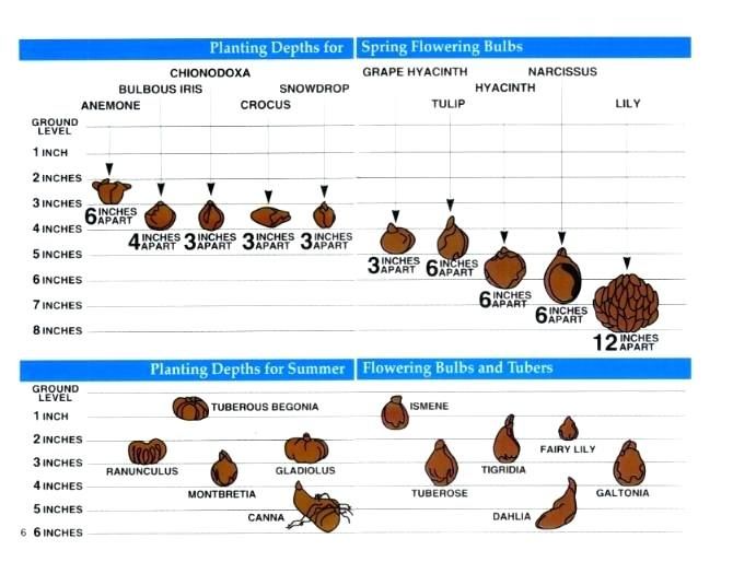 When To Plant Flowerbulbs Lilies Tulips Depth Distance Shade Sun Planting Schedule List When To Plant Bulbs Planting Bulbs Planting Tulips