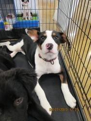 Adopt Sage On Border Collie Corgi Mix Camera Shy Animals