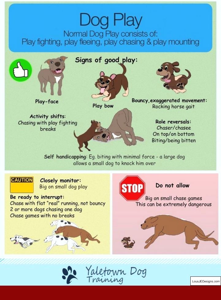 Tips For Teaching A Dog To Fetch And Pics Of How To Train Your Dog