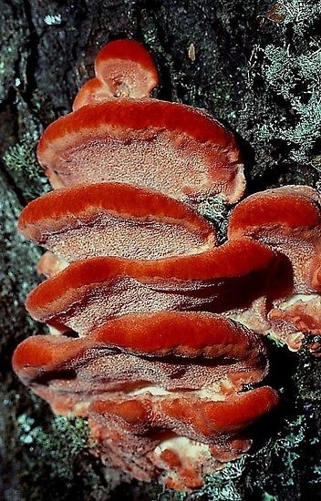 Bracket fungi in salt water