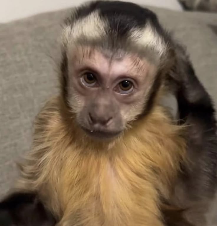 Capuchins Monkey For Sale