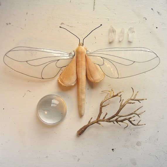 95 Best Insects Images On Pinterest Insects Butterflies And Alluring Small Moths In Bathroom 2018 95 Best Insects Images On Pinterest Insects Butterflies And Pleasing Small Moths In Bathroom Design Inspiration