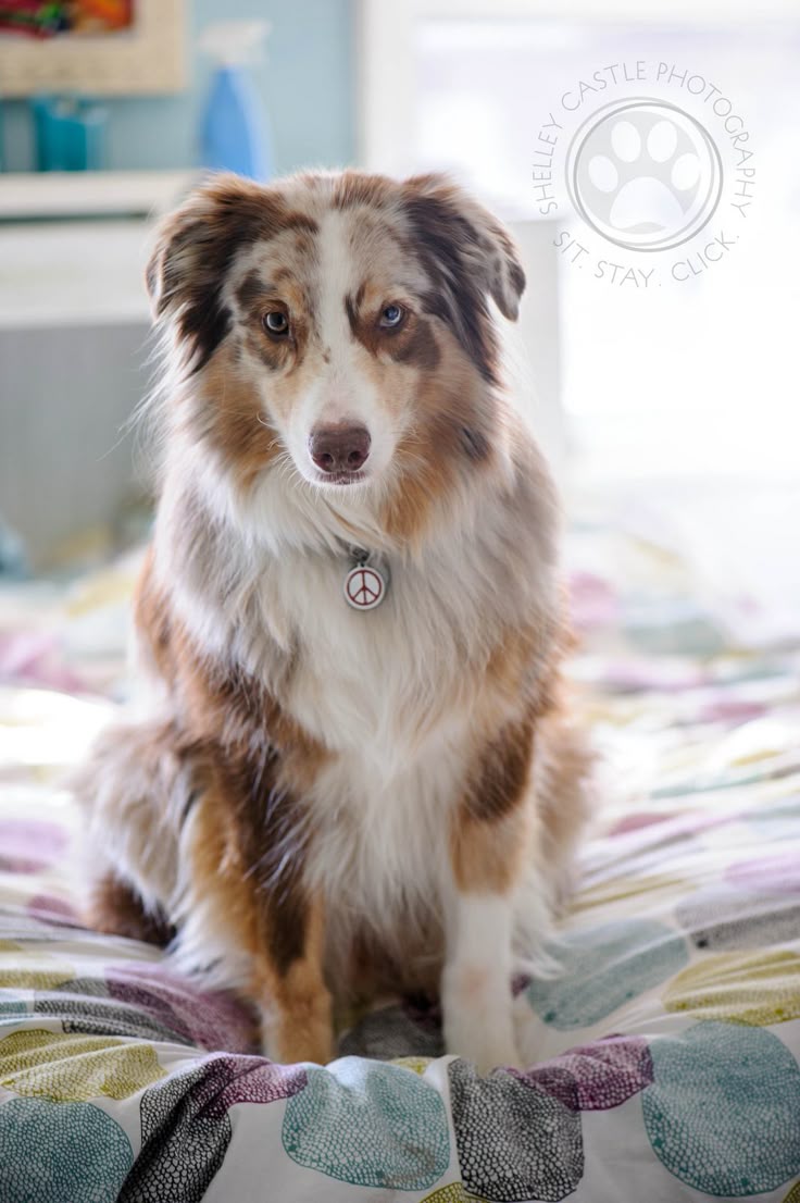australian shepherd 5 months weight best 20 red merle australian shepherd ideas on pinterest aussie australian shepherd 5 months weight best 20 red merle australian shepherd ideas on pinterest aussie