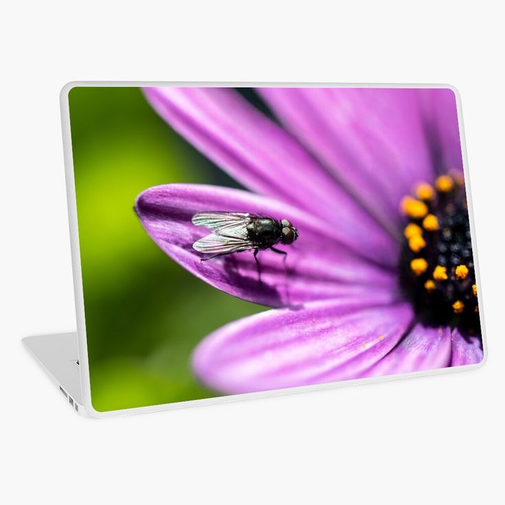 Fly Laptop Skin By Backyardpilgrim Laptop Skin Vinyl Decal Stickers fly-laptop-skin-by-backyardpilgrim-laptop-skin-vinyl-decal-stickers