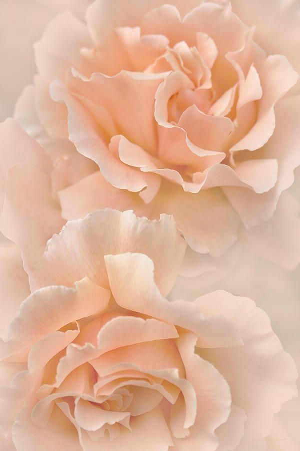 Pin by Marsha Gulick3 on ♡ A Touch Of Peache ♡ | Peach roses, Flower