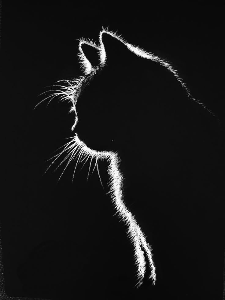 a black and white photo of a cat's face with its tail curled up