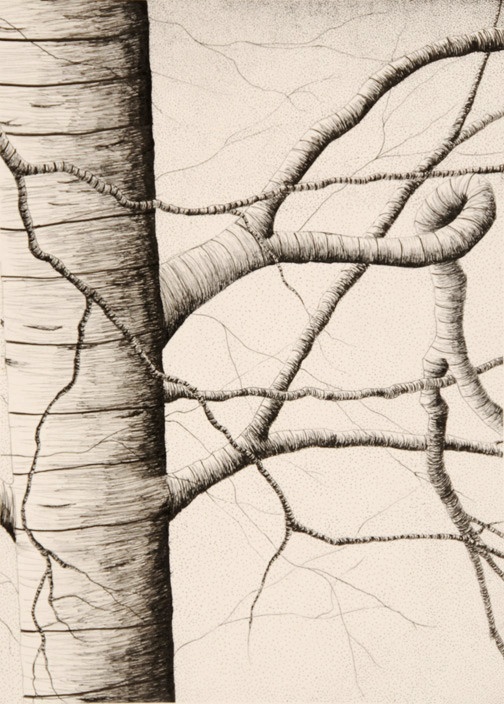 Contour Line Drawing Tree : Best contour drawings ideas on pinterest blind