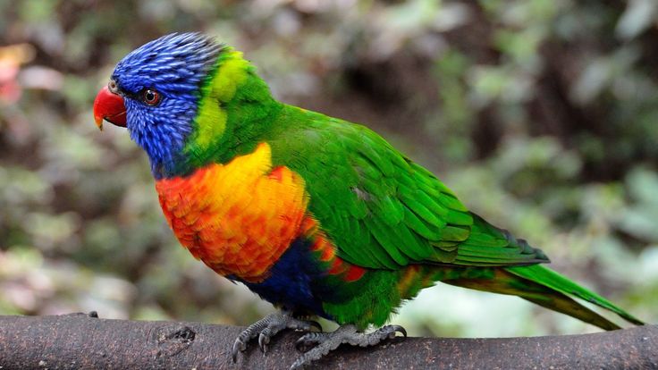Pyrocephalus rubinus Pretty birds, Beautiful birds, Birds