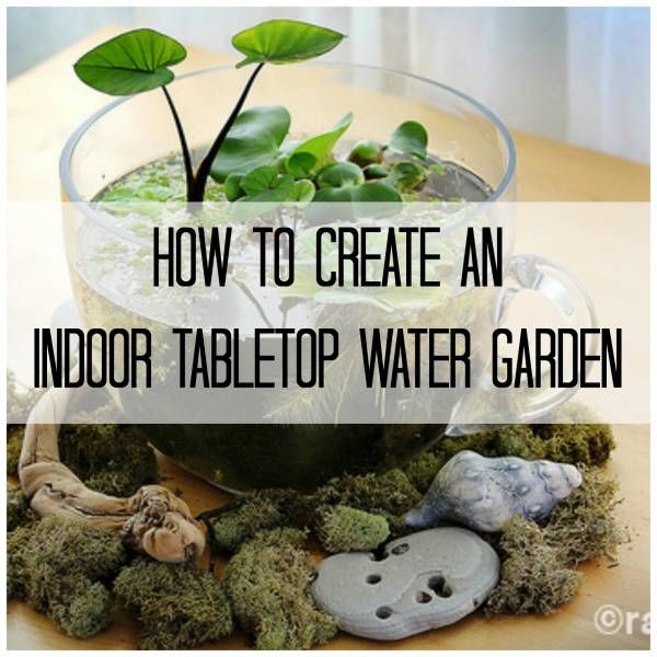 Make Your Own Stunning Indoor Tabletop Water Garden Vegetable Gardening Water Garden Indoor Vegetable Gardening, Tabletop Water Garden Diy