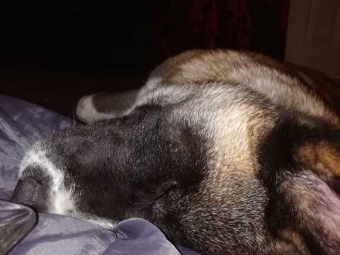 6 Month Old Beautiful Akita Puppy Lincoln Lincolnshire
