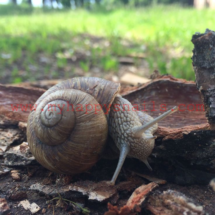 Helix Pomatia wild snail Snails in garden, Snails for sale, Pet snails