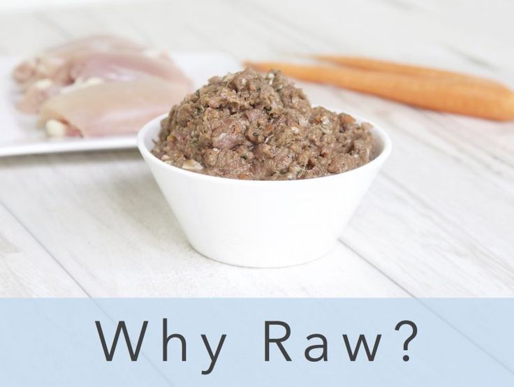 Why Feed Raw Darwin s Raw Cat Food Recipes Raw Dog Food Recipes why-feed-raw-darwin-s-raw-cat-food-recipes-raw-dog-food-recipes