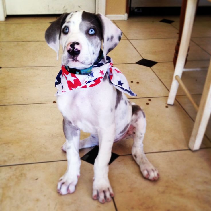 Dog Wheelchair Giant Breed Dog Wheelchair Giant Breed