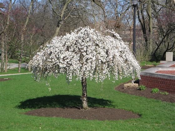 3 cherry tree hayfields prunus snofozam snow 174 snow 174 weeping cherry weeping cherry sun 3 cherry tree hayfields prunus snofozam snow 174 snow 174 weeping cherry weeping cherry sun