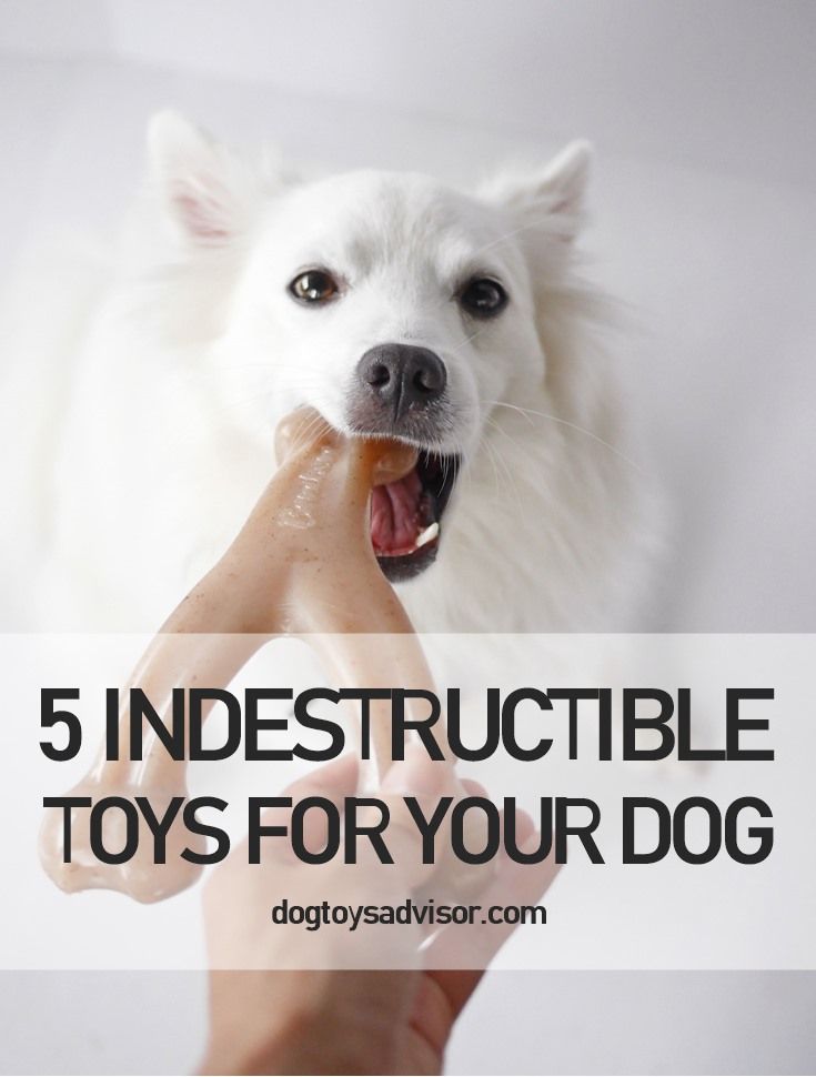 Are You Tired Of Buying New Toys For Your Dog If You Re Looking