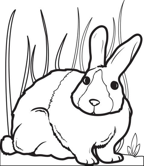 bunnie the rabbot Colouring Pages | Bunny coloring pages, Animal
