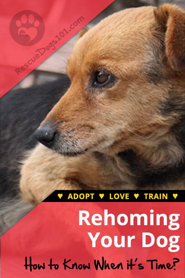 Is It Ever Okay To Rehome A Dog Dogs And Kids Dog Care Tips Dogs is-it-ever-okay-to-rehome-a-dog-dogs-and-kids-dog-care-tips-dogs
