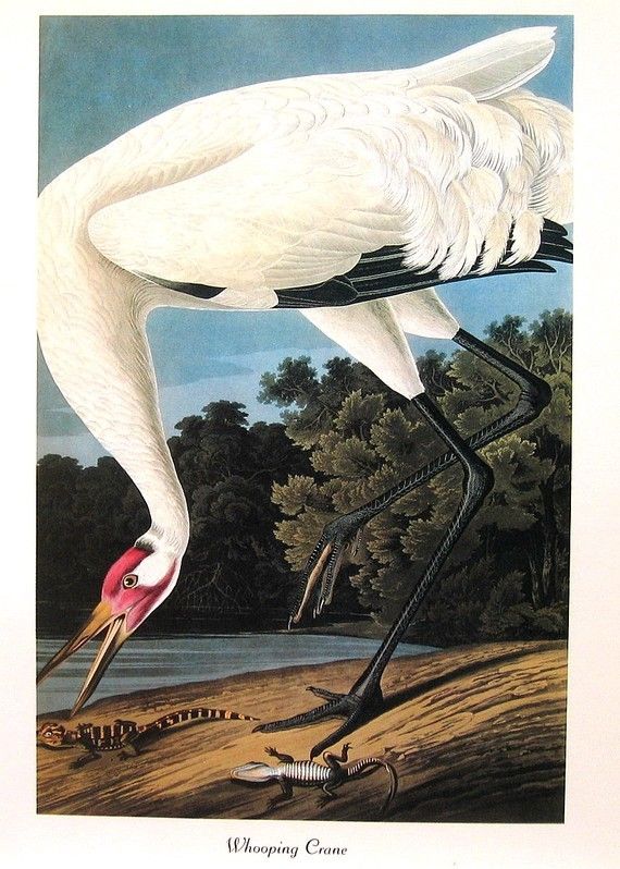 Audubon CRANE Birds Of America Vintage By NaturalistCollection Audubon CRANE Birds Of America Vintage By NaturalistCollection