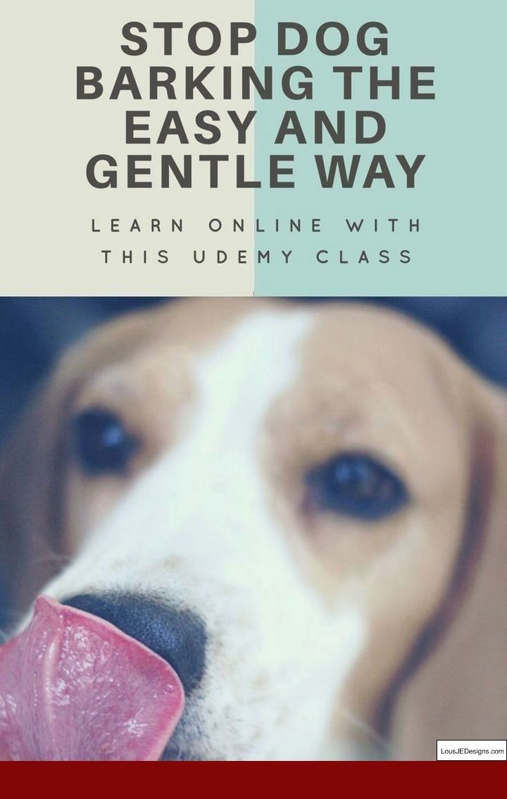 How To Train Your Dog To Go To The Bathroom Inside And Pics Of How