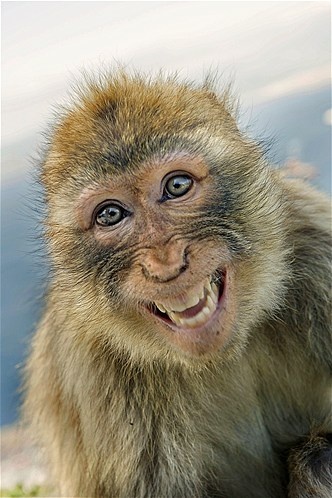 Say cheese! Smiley, happy animals greet the New Year with