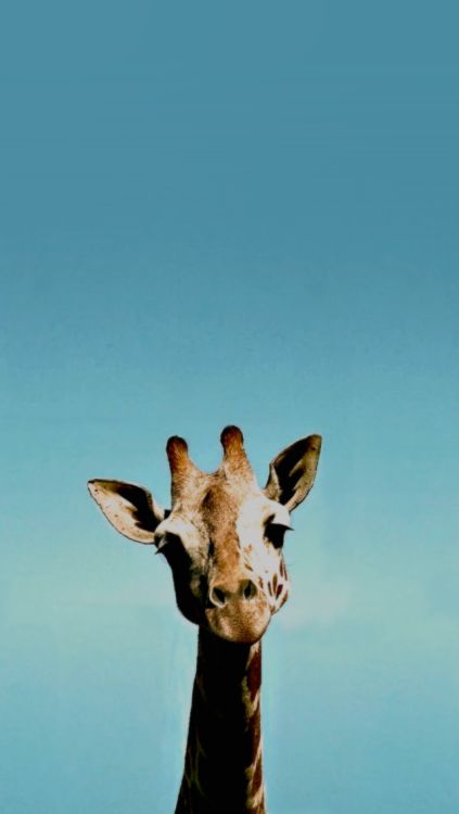 Resultado de imagem para animal wallpaper tumblr iPhone X Wallpaper 647885096369805814 12 Resultado de imagem para animal wallpaper tumblr iPhone X Wallpaper 647885096369805814 12