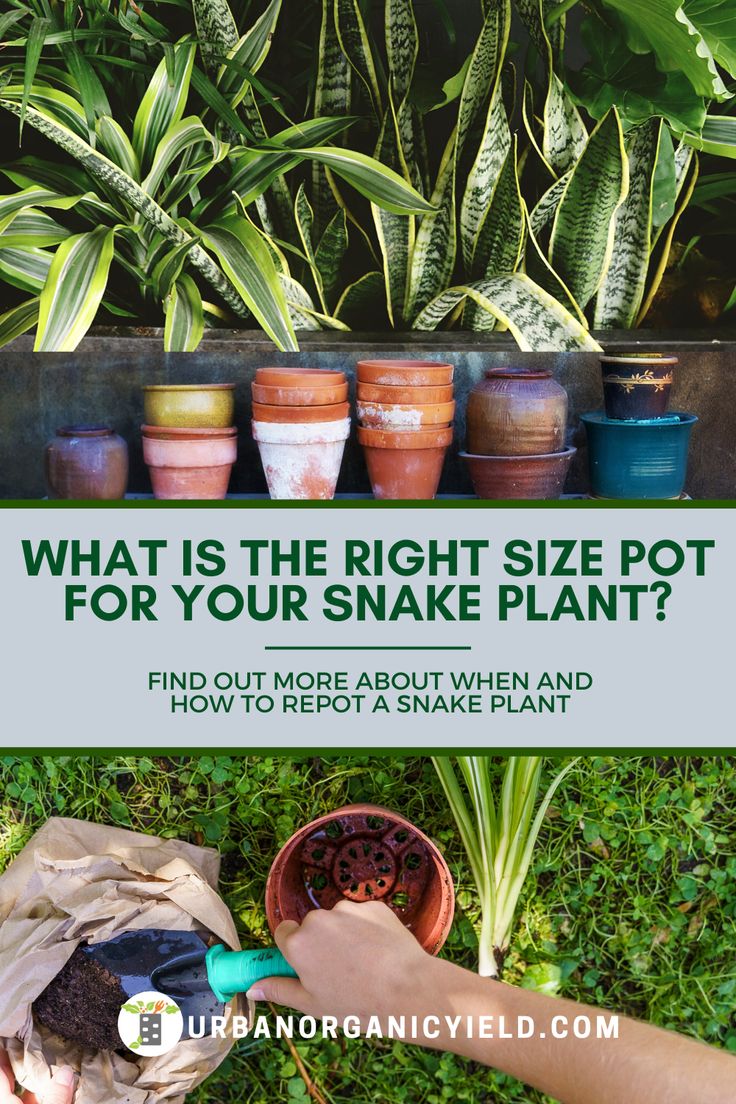 Repotting A Snake Plant How Big Of A Container Or Pot Do You Need repotting-a-snake-plant-how-big-of-a-container-or-pot-do-you-need