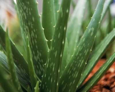27 plantes hautement médicinales que vous pouvez faire ... Bourky Vcera