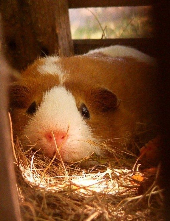 Pin On Baby Guinea Pigs
