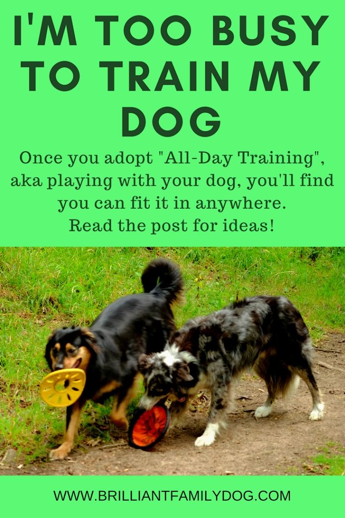 Dog Training Ideas When You Know Your Dog Will Have To Potty