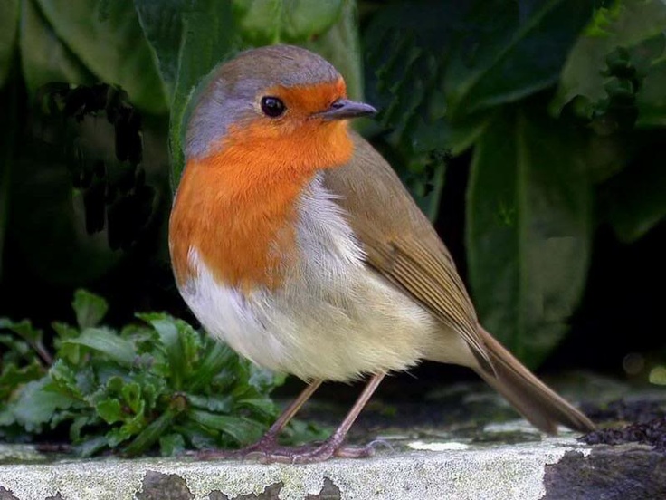 33 best robin red breast images on pinterest european 33 best robin red breast images on pinterest european