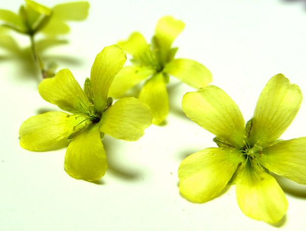 最新のドライフラワーの作り方 簡単で生花のようにきれい シリカゲル製法の進化系 ドライフラワー ドライフラワー 作り方 赤いチューリップ 最新のドライフラワーの作り方 簡単で生花のようにきれい シリカゲル製法の進化系 ドライフラワー ドライフラワー 作り方 赤いチューリップ