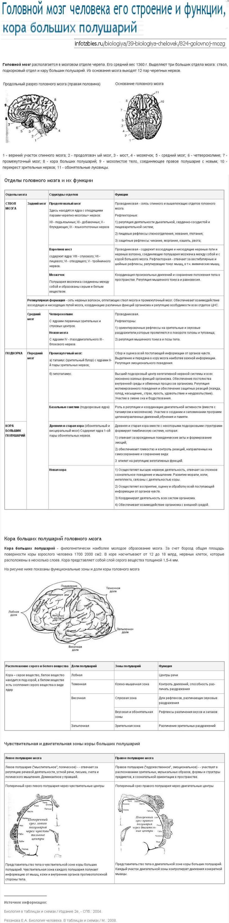 Физиология коры больших полушарий Физиология коры больших полушарий