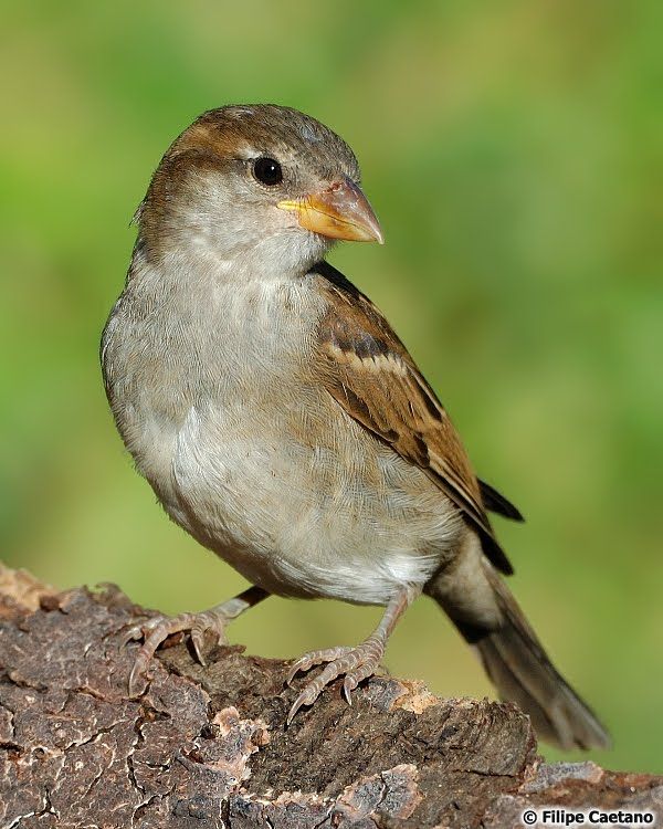 Resultado de imagem para pardais aves