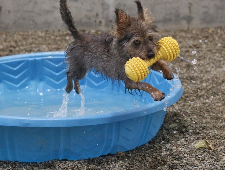 28 Best Pet Training Tips And Food Images On Pinterest