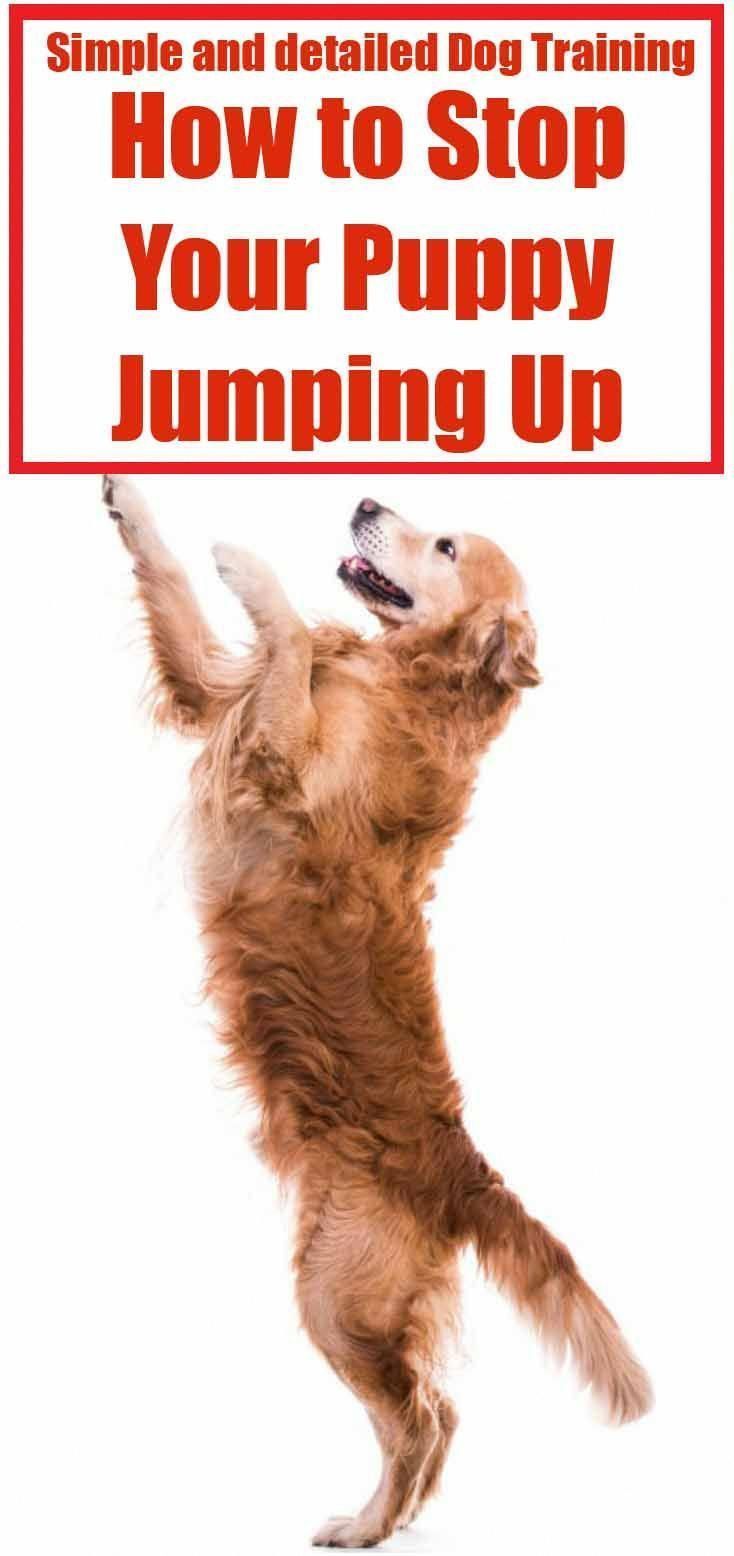 Dog Training Biting Dogtrainingbiting Dog Training Dog Clicker