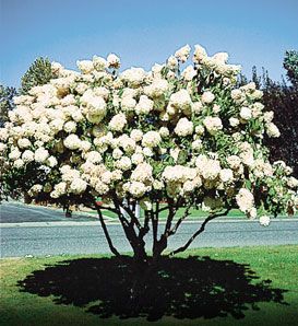 Top 25 Best Flowering Trees Ideas On Pinterest Landscaping Front Yard Tree Gee Hydrangea Paniculata Grandiflora Flowering Shrub With Large