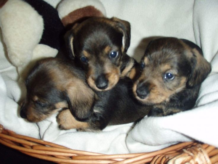 Miniature Dachshund X Wire Haired Dachshund Dachshund Puppies