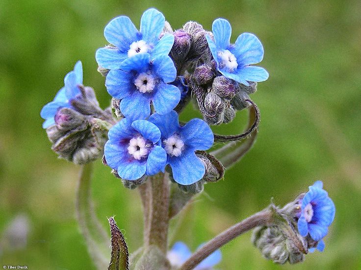 Anchusa cespitosa