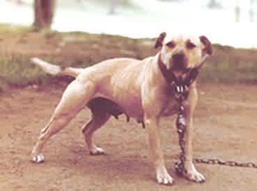american pitbull terrier tom garner kennels 39 best american pit bull terrier images on pinterest pitbull american pitbull terrier tom garner kennels 39 best american pit bull terrier images on pinterest pitbull