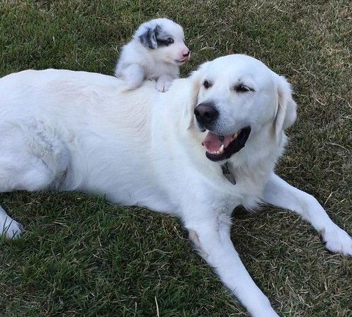 4 Yo M White English Golden Retriever Dog For Adoption In Austin