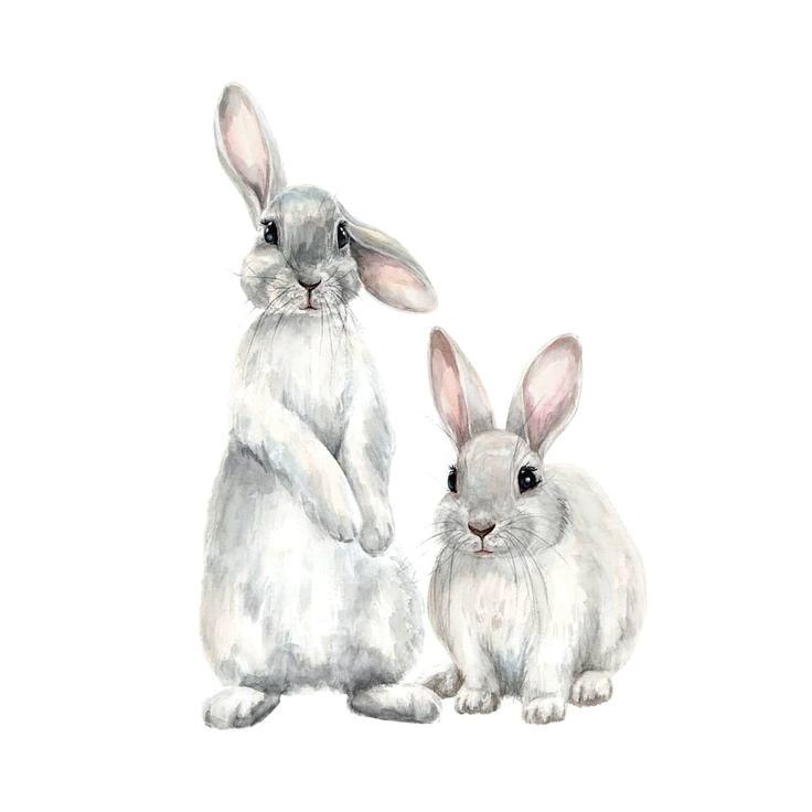 Zayac Krolik Rabbit Hare Illyustraciya Illyustrator Detskayaillyustraciya Illyustraciyadetyam Watercolor Galler Rabbit Drawing Bunny Art Bunny Painting Zayac Krolik Rabbit Hare Illyustraciya Illyustrator Detskayaillyustraciya Illyustraciyadetyam Watercolor Galler Rabbit Drawing Bunny Art Bunny Painting