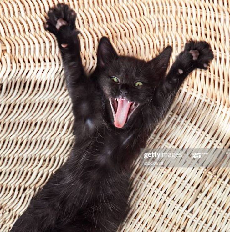 Pin By Teresa Tomsic On Kitties Black Cat Breeds Cute Black Cats