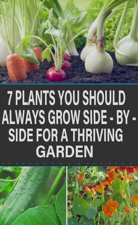 Organic Gardening At Home In Tamil Natural S Cape Cod Gardeners Thriving Garden Vegetable Companion Planting Natural Organic Gardening, Home Vegetable Gardening Tips In Tamil