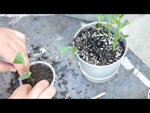 How To Grow Lemon Tree From Cuttings Clone Fruit Trees You How To Grow Lemon Tree From Cuttings Clone Fruit Trees You