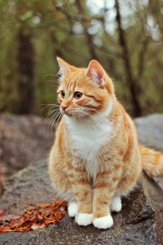 Click the Photo For More Adorable and Cute Cat Videos and Photos #cutecats #catl...